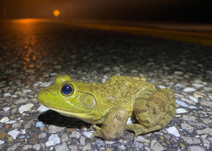 American Bullfrog